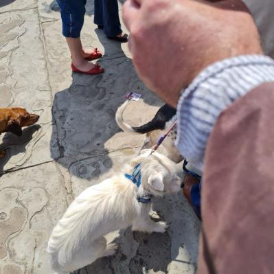 Dia de São Francisco de Assis