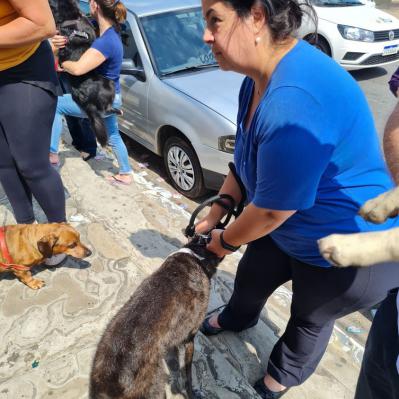 Dia de São Francisco de Assis