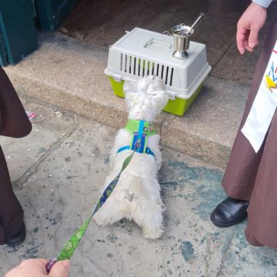 Dia de São Francisco de Assis