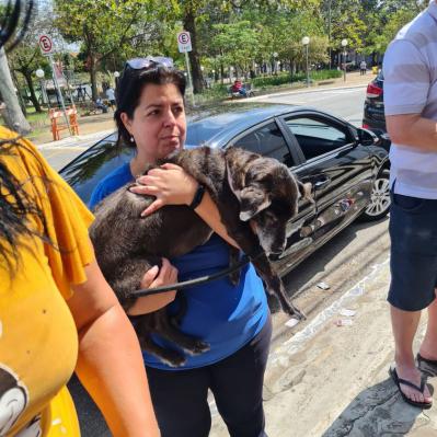 Dia de São Francisco de Assis